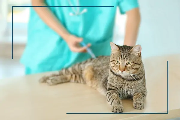 Kurtkoy Veteriner Asilama Servisi, Monavet Veterinerlik