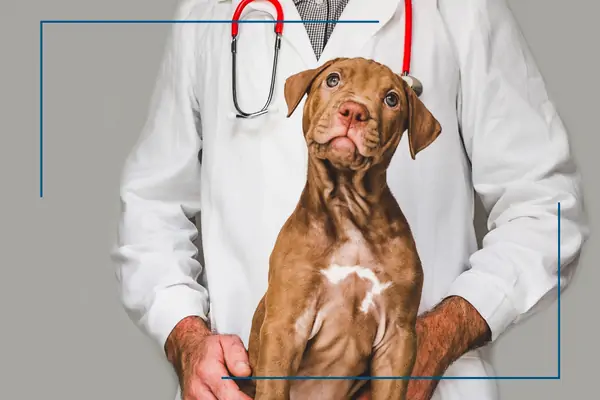 Kurtkoy Veteriner Dahiliye, Monavet Veterinerlik