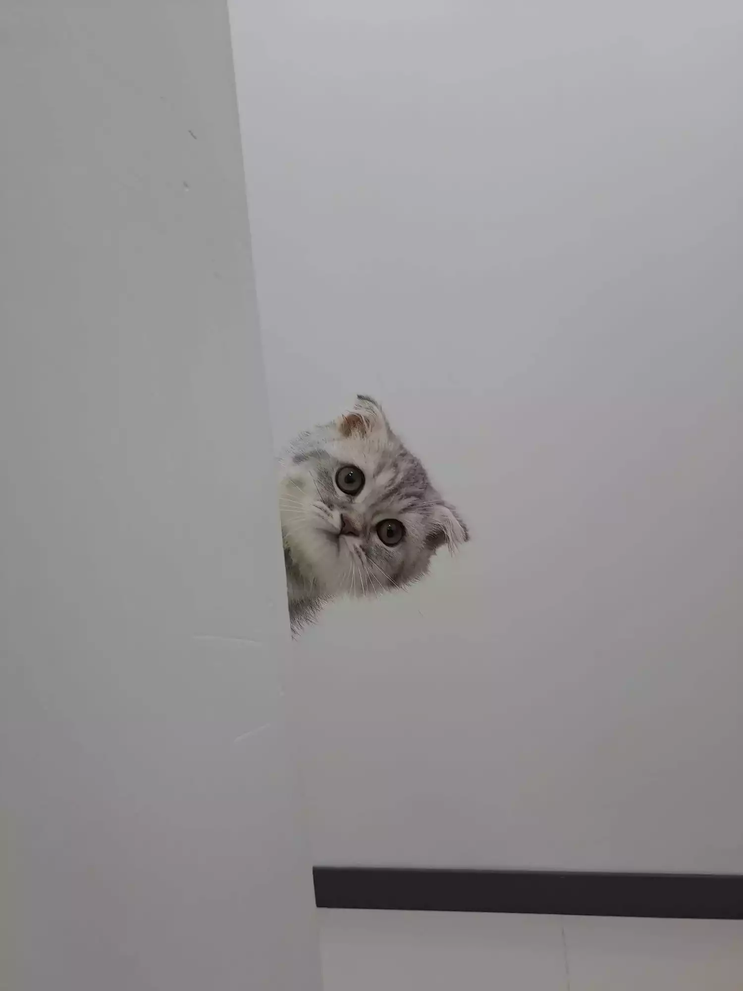 Kurtkoy Veteriner Klinigi 1, Monavet Veterinerlik