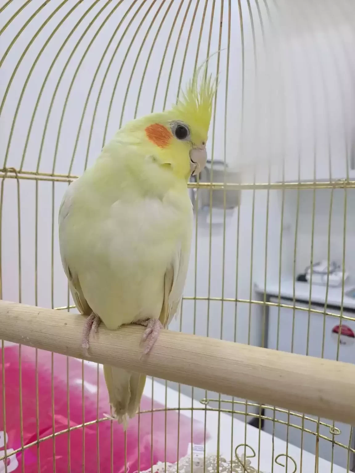 Kurtkoy Veteriner Klinigi 2, Monavet Veterinerlik