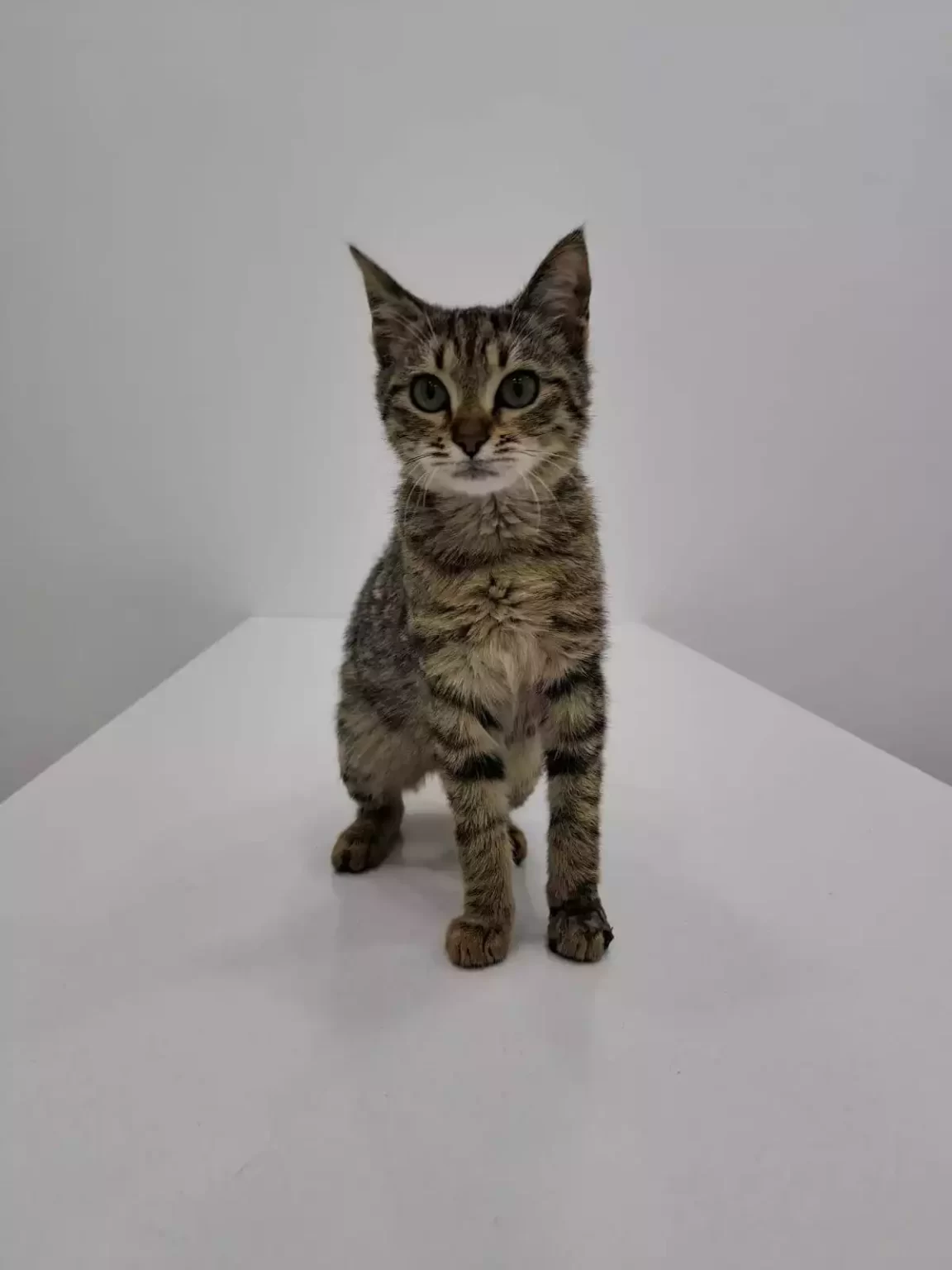 Kurtkoy Veteriner Klinigi 3, Monavet Veterinerlik