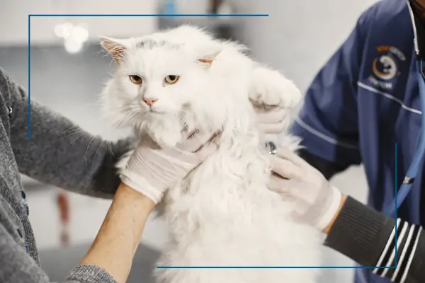 Kurtkoy Veteriner Muayene, Monavet Veterinerlik