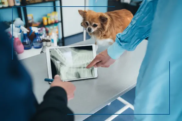 Kurtkoy Veteriner Rontgen Servisi, Monavet Veterinerlik