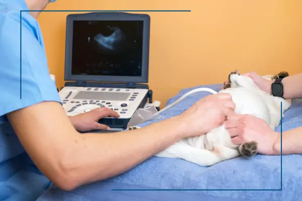 Kurtkoy Veteriner Ultrason Servisi, Monavet Veterinerlik